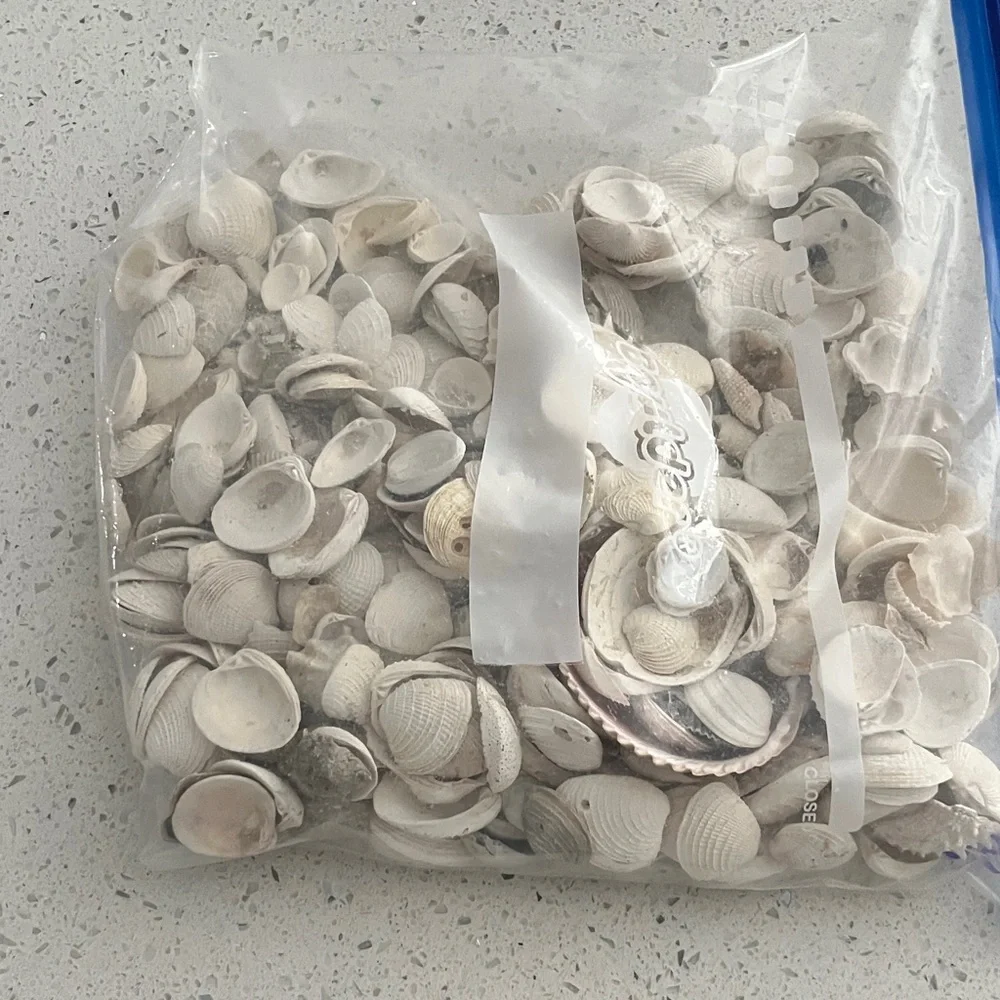 Beautiful Assorted Seashells Collection from Florida #25